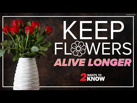 Eleven Greatest Flowers For Allergic Reactions: Secure Selections For Allergy Sufferers Learn About Different Sorts Of Vegetation